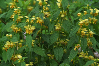 Lamiastrum galeobdolon subsp. galeobdolon Gele dovenetel bestellen